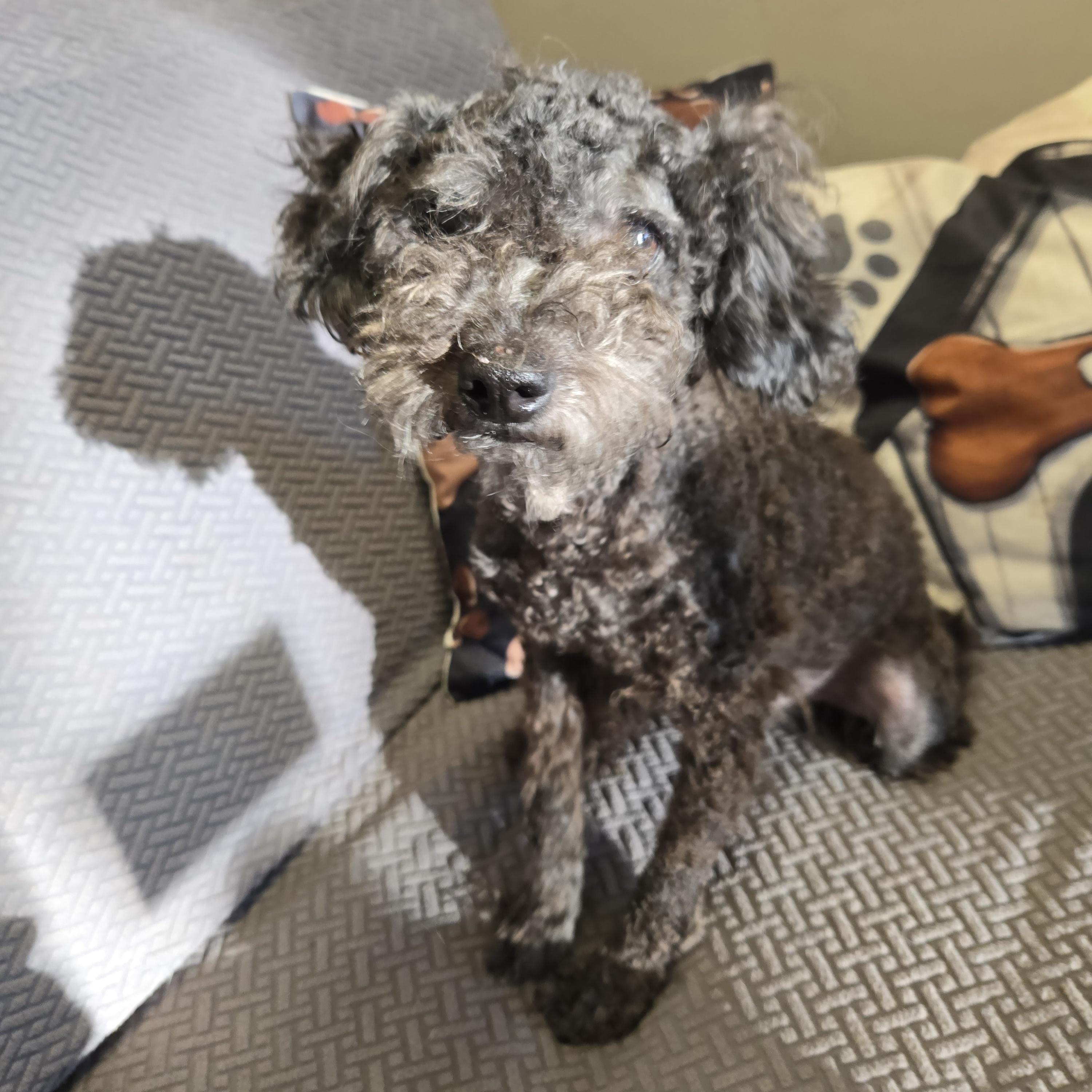 Enlarge Chandler, a Adoptable mixed breed in Normal, IL image 3/3