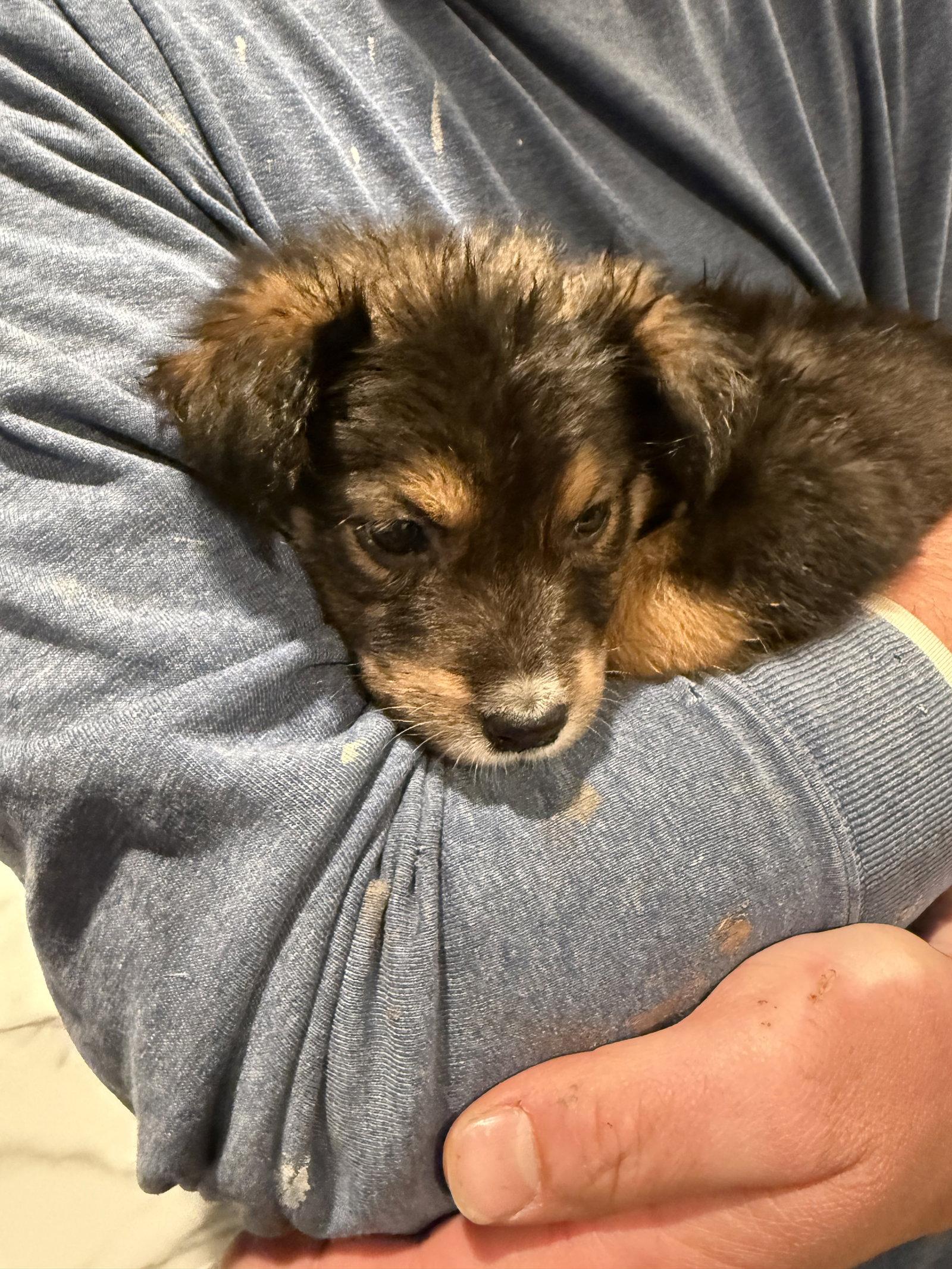 Vlasic, Adoptable, Puppy Female German Shepherd Dog & Australian Terrier.