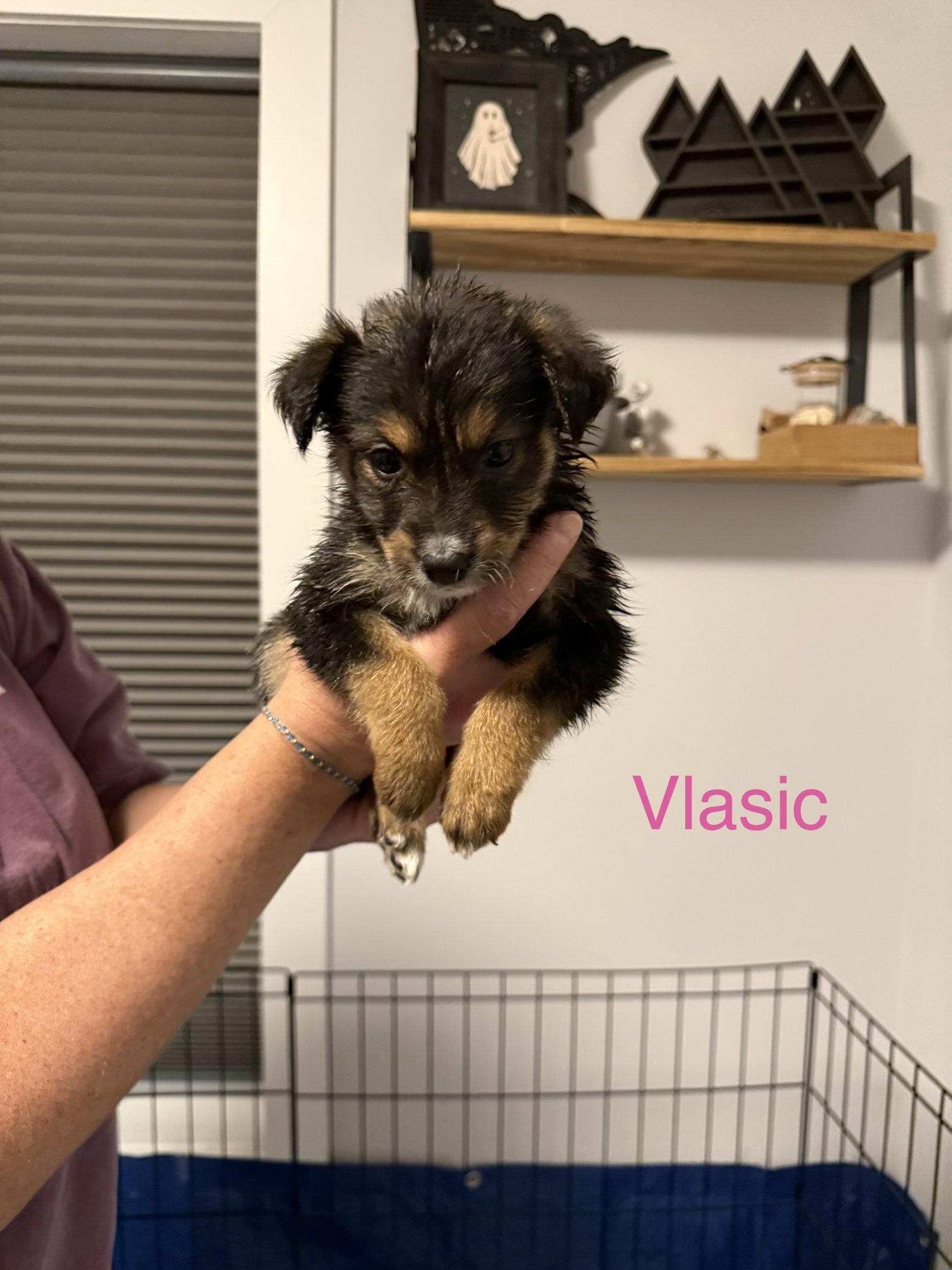 Vlasic, a Adoptable mixed breed in Duluth, MN image 2/2
