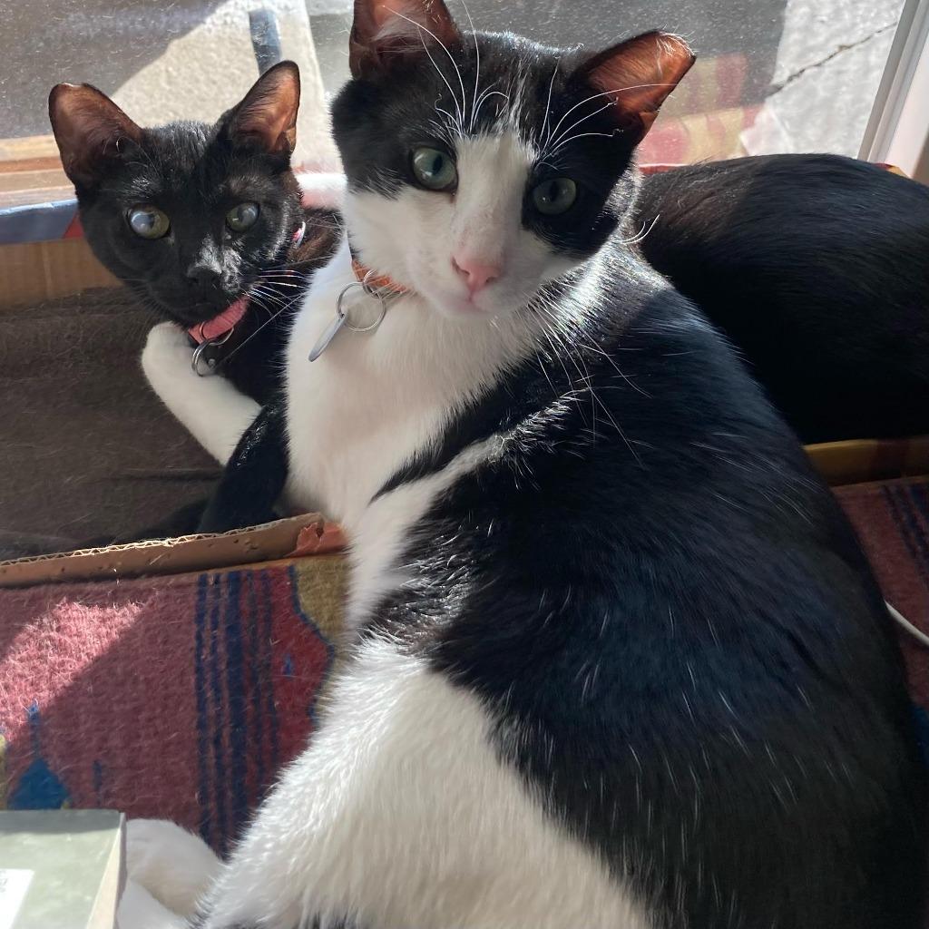 Enlarge Salt & Pepper, a Adoptable mixed breed in Salt Lake City, UT image 1/6