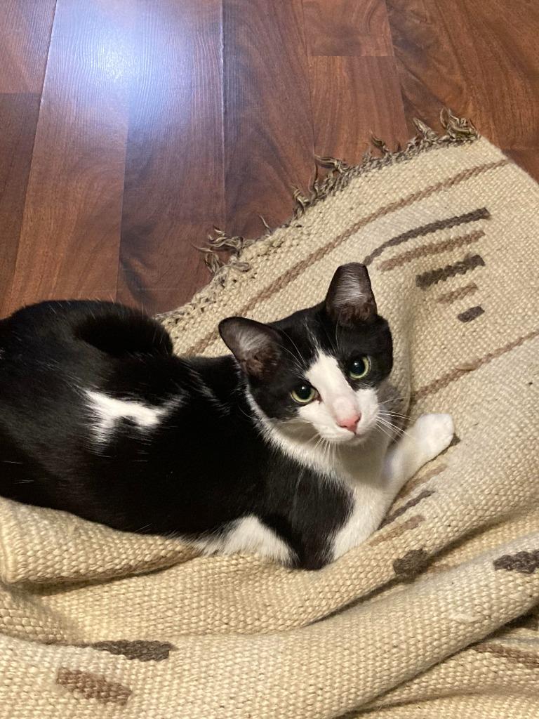 Enlarge Salt & Pepper, a Adoptable mixed breed in Salt Lake City, UT image 2/6