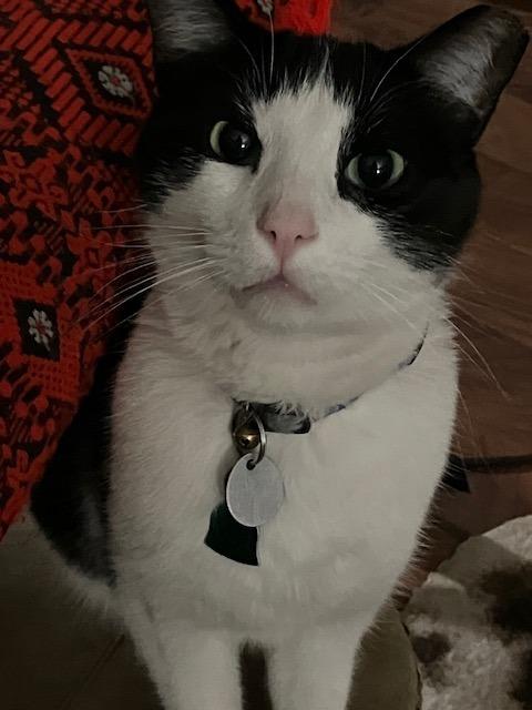 Enlarge Salt & Pepper, a Adoptable mixed breed in Salt Lake City, UT image 3/6