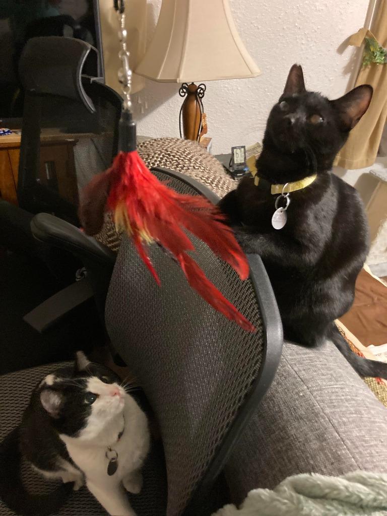 Enlarge Salt & Pepper, a Adoptable mixed breed in Salt Lake City, UT image 4/6