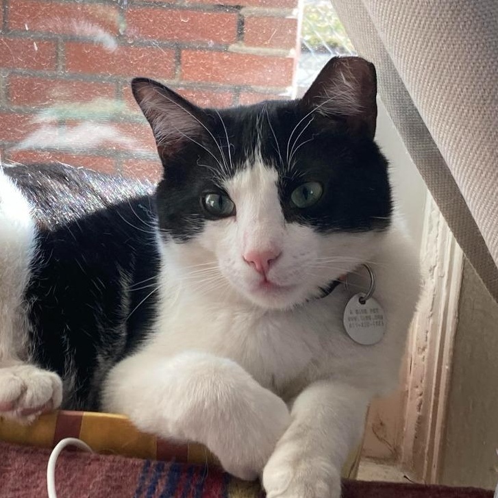 Salt & Pepper, Adoptable, Adult Male Domestic Medium Hair.