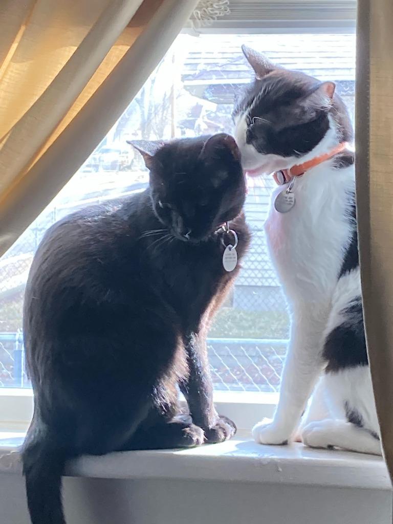 Enlarge Salt & Pepper, a Adoptable mixed breed in Salt Lake City, UT image 6/6