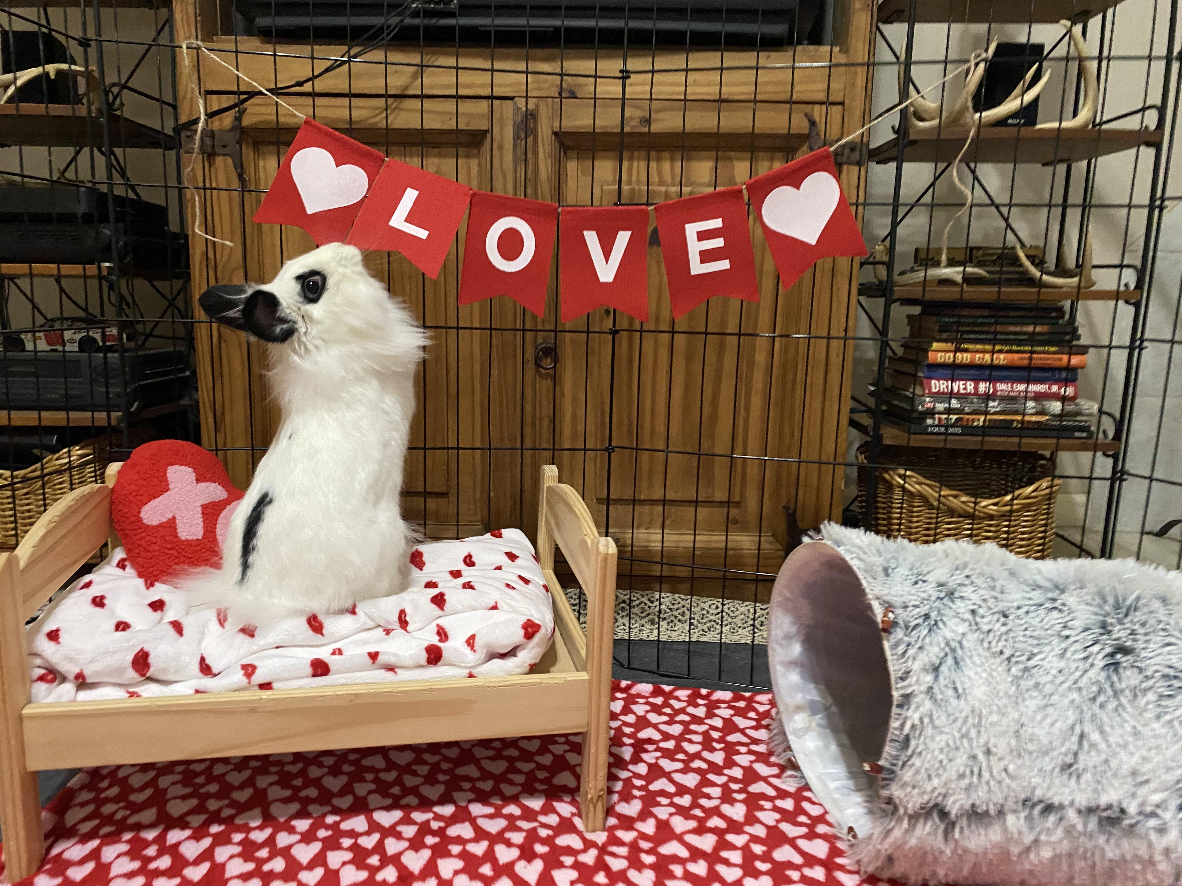 Enlarge Papalina, a Adoptable mixed breed in Little Rock, AR image 1/5