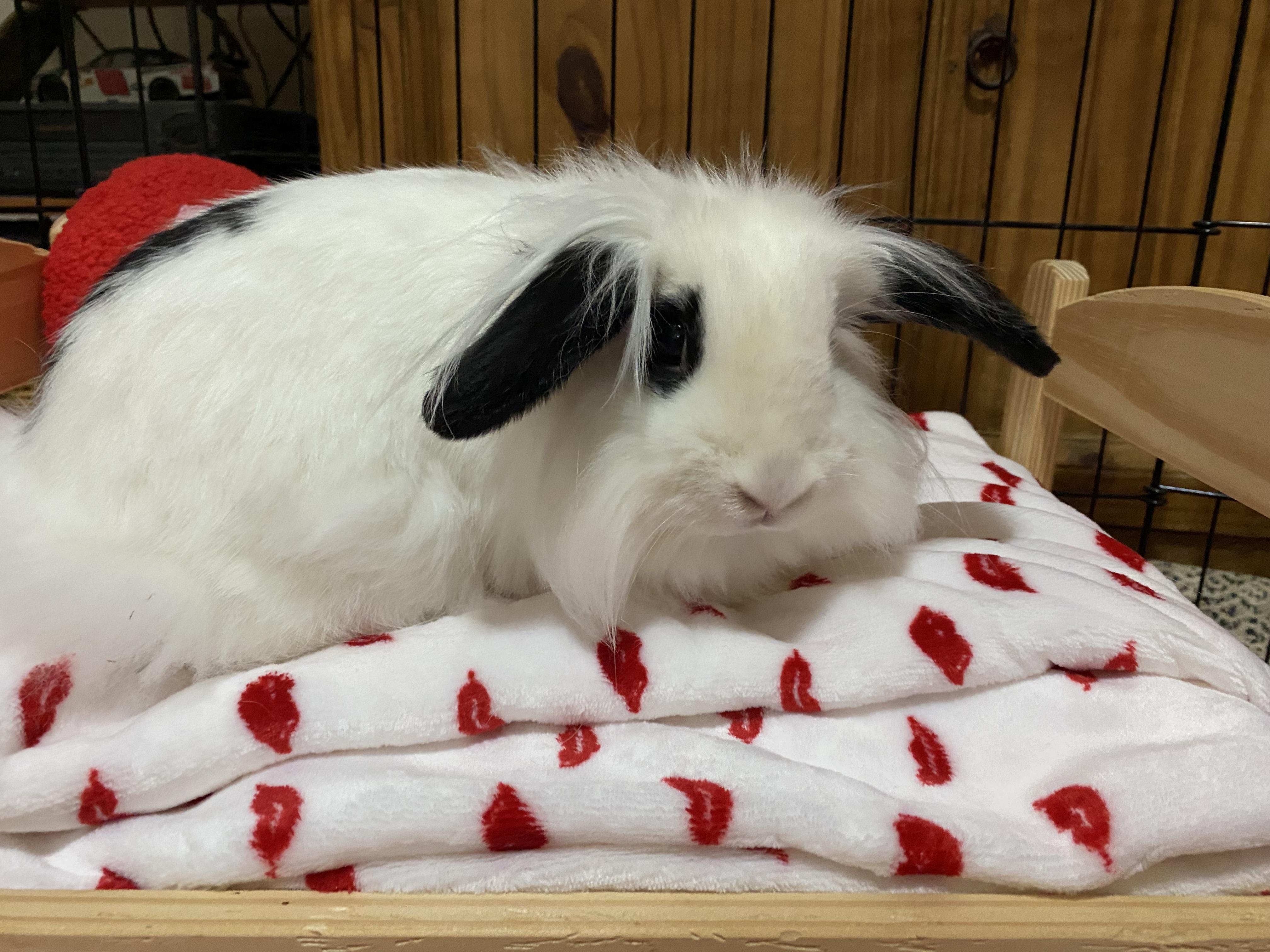 Enlarge Papalina, a Adoptable mixed breed in Little Rock, AR image 2/5