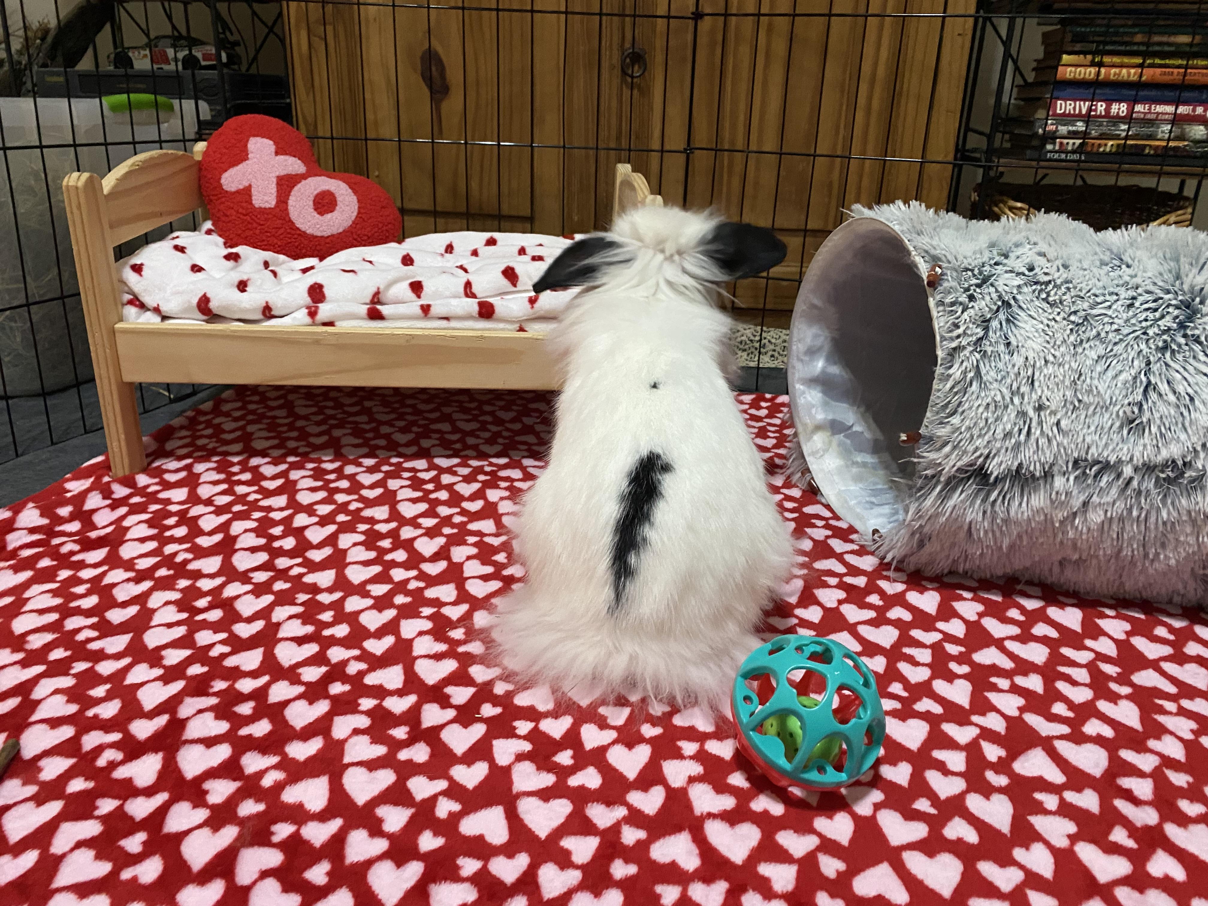 Enlarge Papalina, a Adoptable mixed breed in Little Rock, AR image 3/5