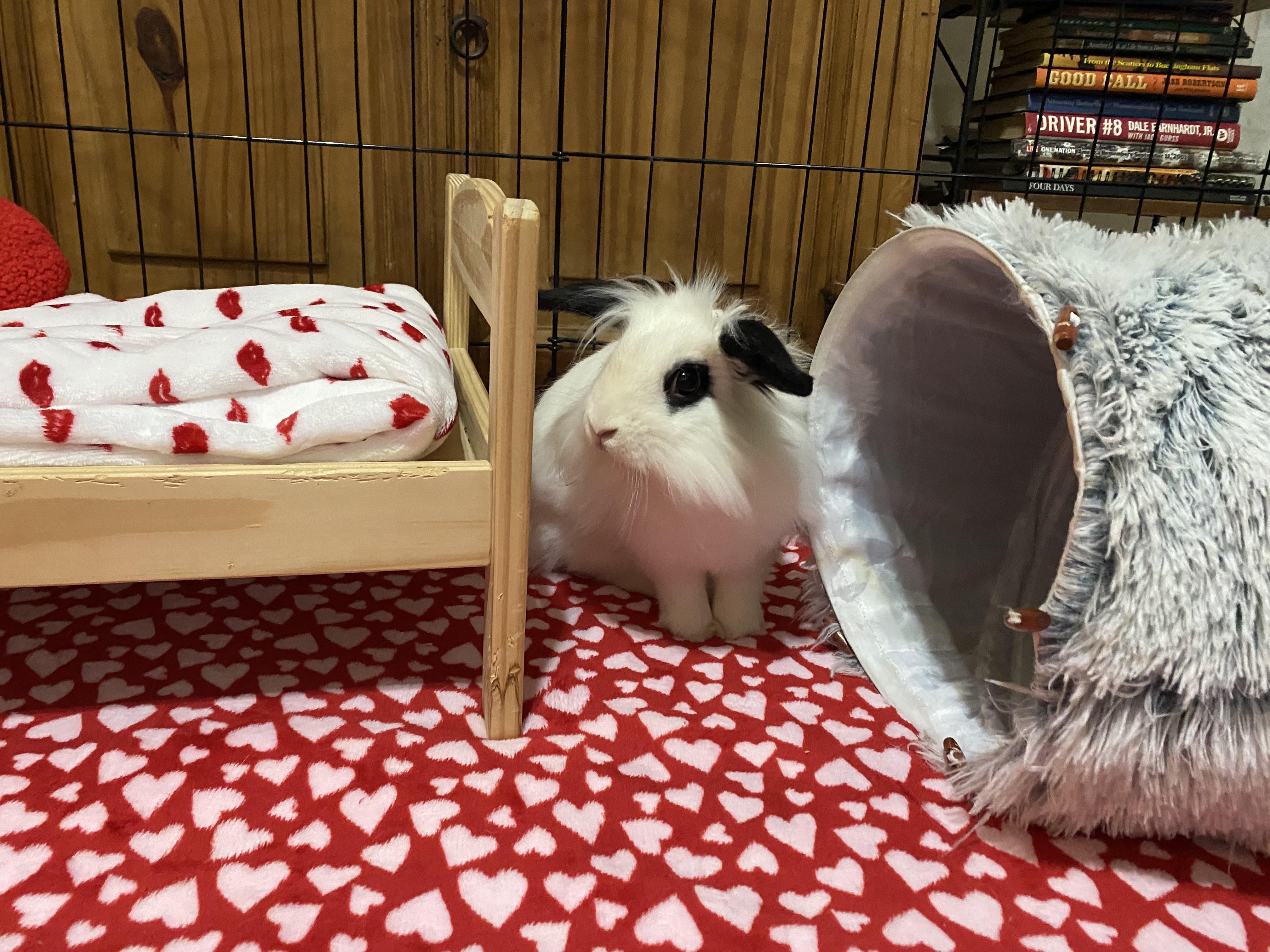 Enlarge Papalina, a Adoptable mixed breed in Little Rock, AR image 4/5