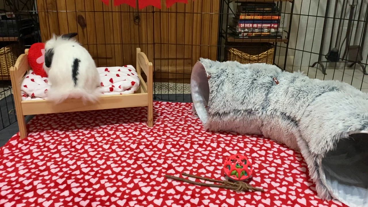 Enlarge Papalina, a Adoptable mixed breed in Little Rock, AR video 5/5