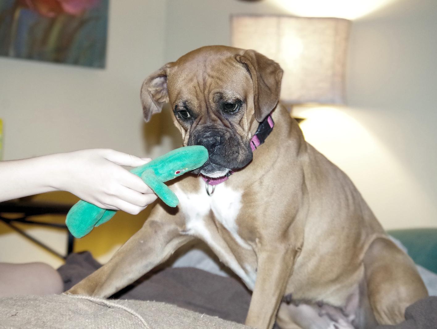 BO, adopted, Young Female Boxer.