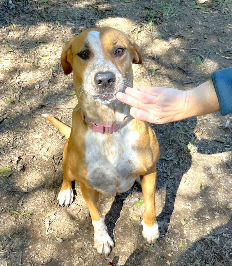 Enlarge Cinnamon, a Adoptable mixed breed in Godley, TX image 6/6