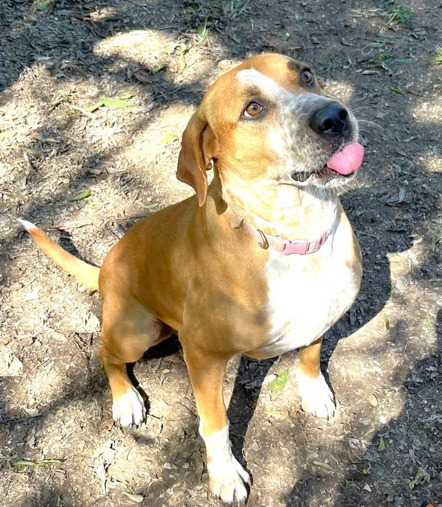 Cinnamon, a Adoptable mixed breed image 2/6
