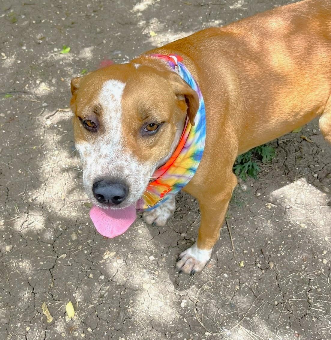 Enlarge Cinnamon, a Adoptable mixed breed in Godley, TX image 4/6