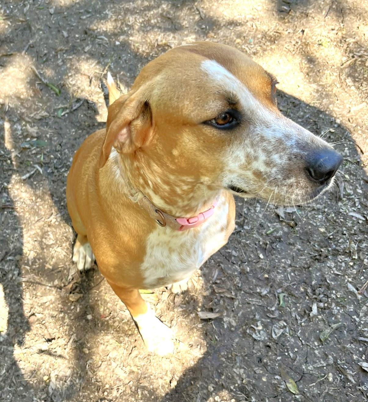 Cinnamon, a Adoptable mixed breed image 4/6