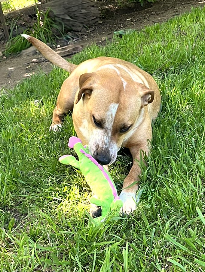 Cinnamon, a Adoptable mixed breed image 6/6