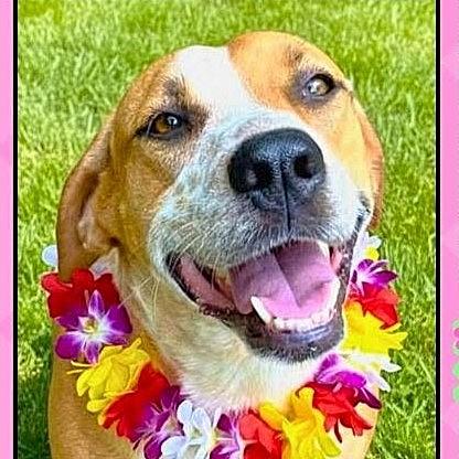 Enlarge Cinnamon, a Adoptable mixed breed in Godley, TX image 1/6