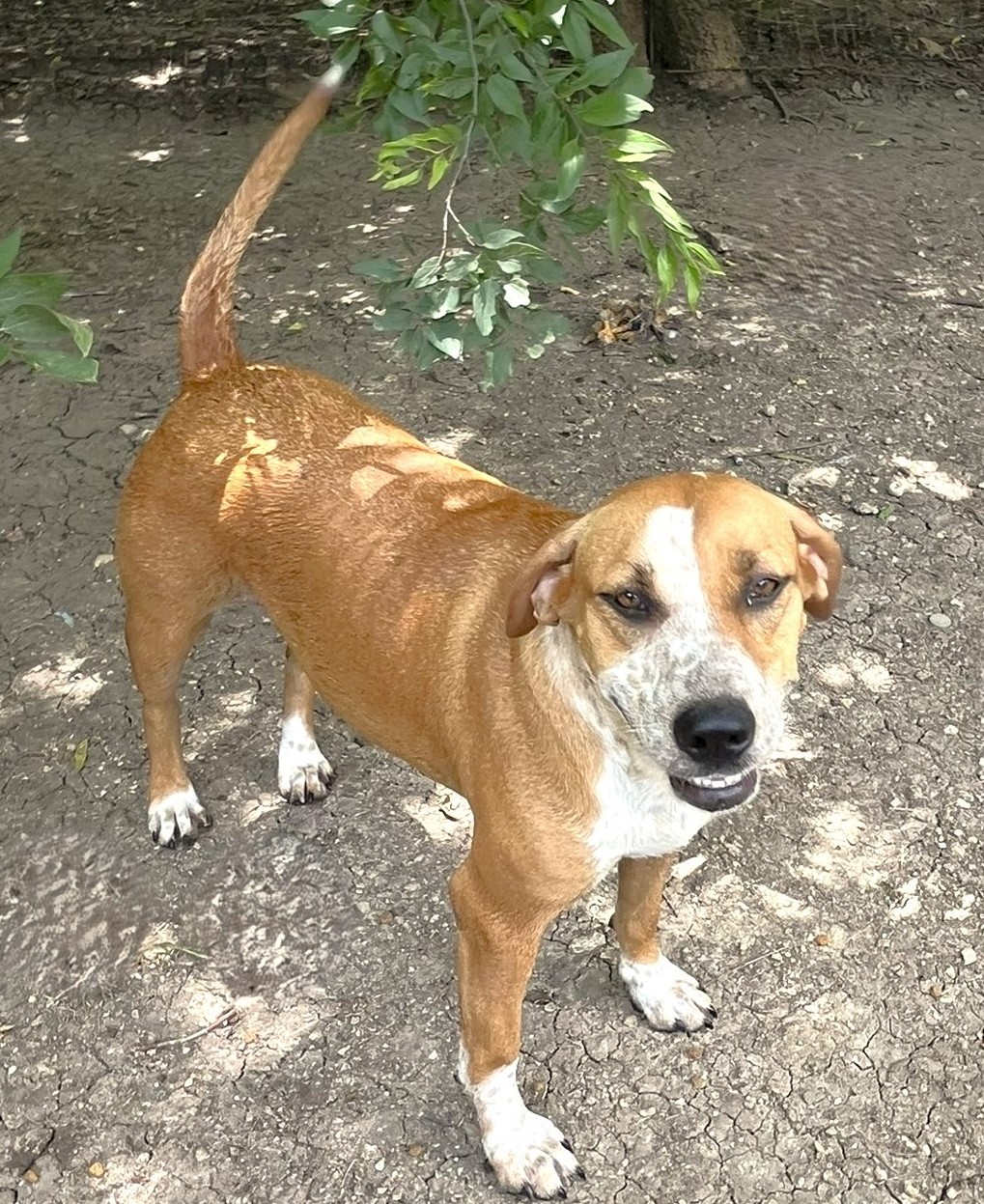 Cinnamon, a Adoptable mixed breed image 5/6