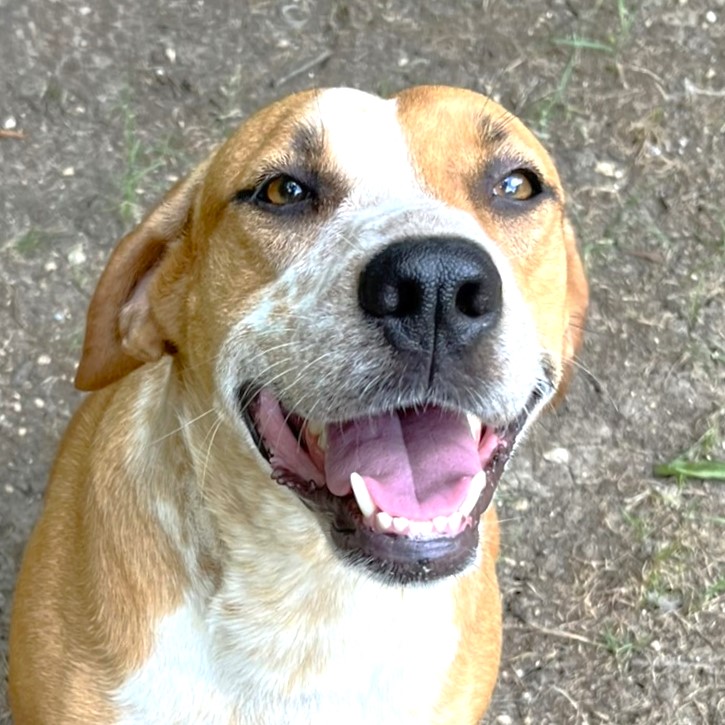 Cinnamon, Adoptable, Adult Female Australian Cattle Dog / Blue Heeler & Catahoula Leopard Dog.