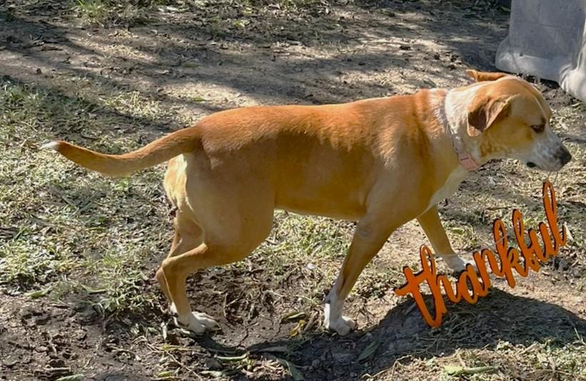 Cinnamon, a Adoptable mixed breed image 3/6