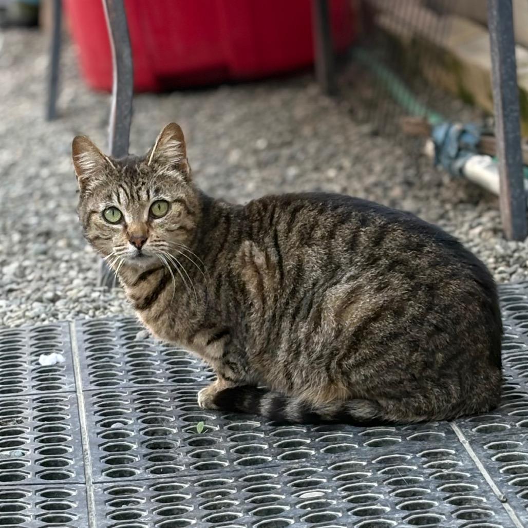 Cana, Adoptable, Adult Female American Shorthair.