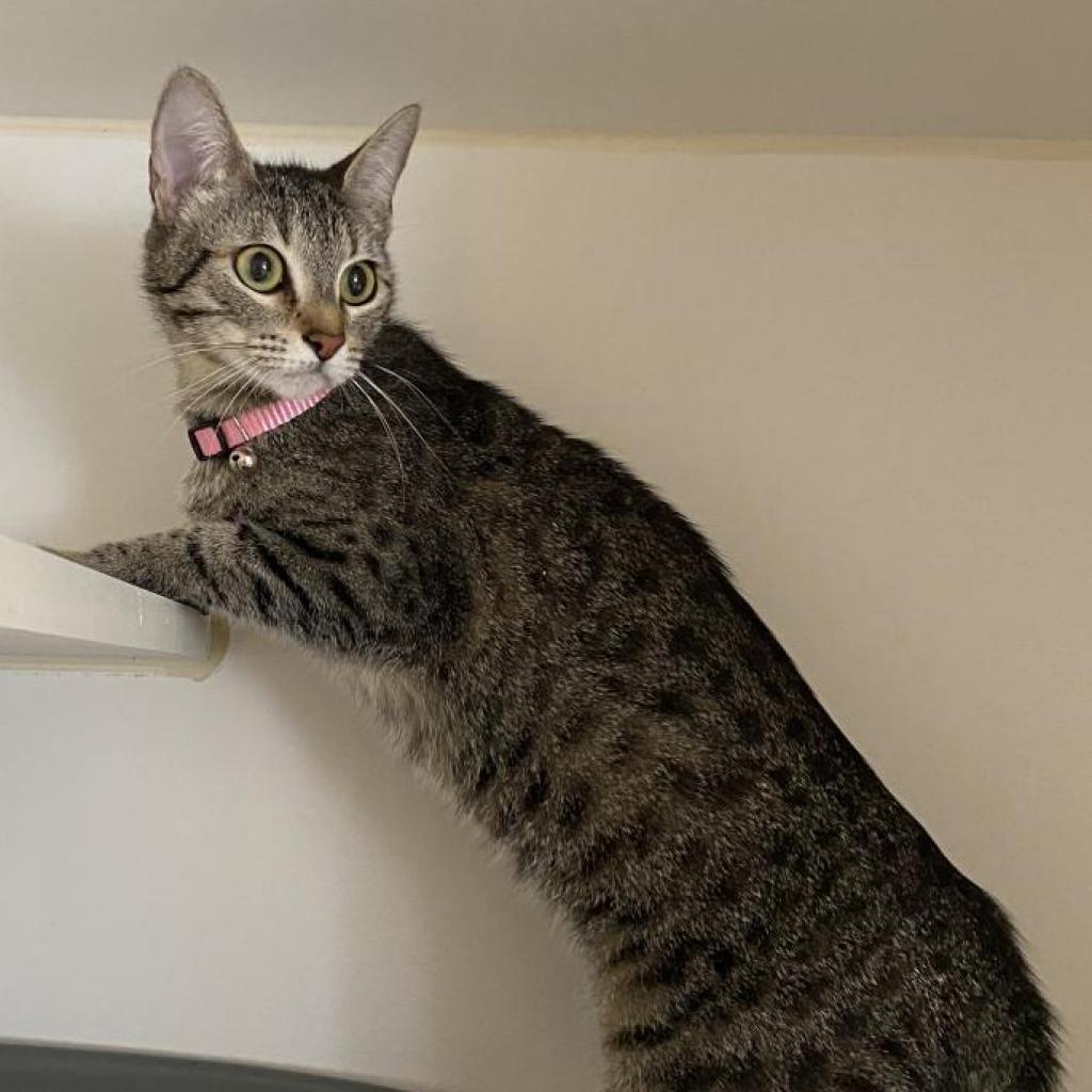 Cana, a Adoptable American Shorthair in San Pablo, CA image 2/2