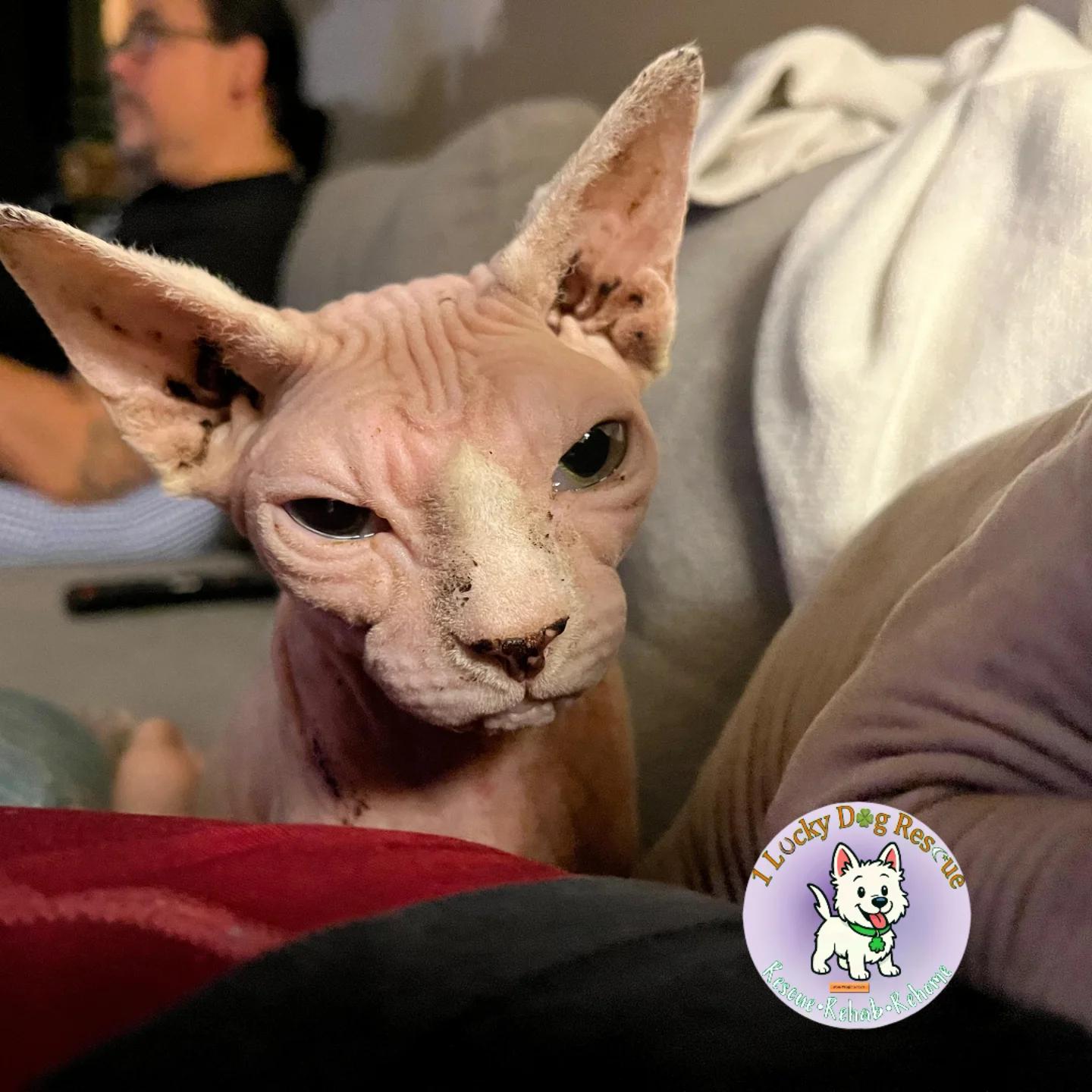 Pinky, adopted, Adult Female Sphynx / Hairless Cat.