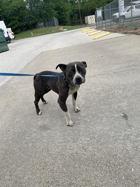 Enlarge COSMO, a Adoptable Pit Bull Terrier in Killeen, TX image 1/1