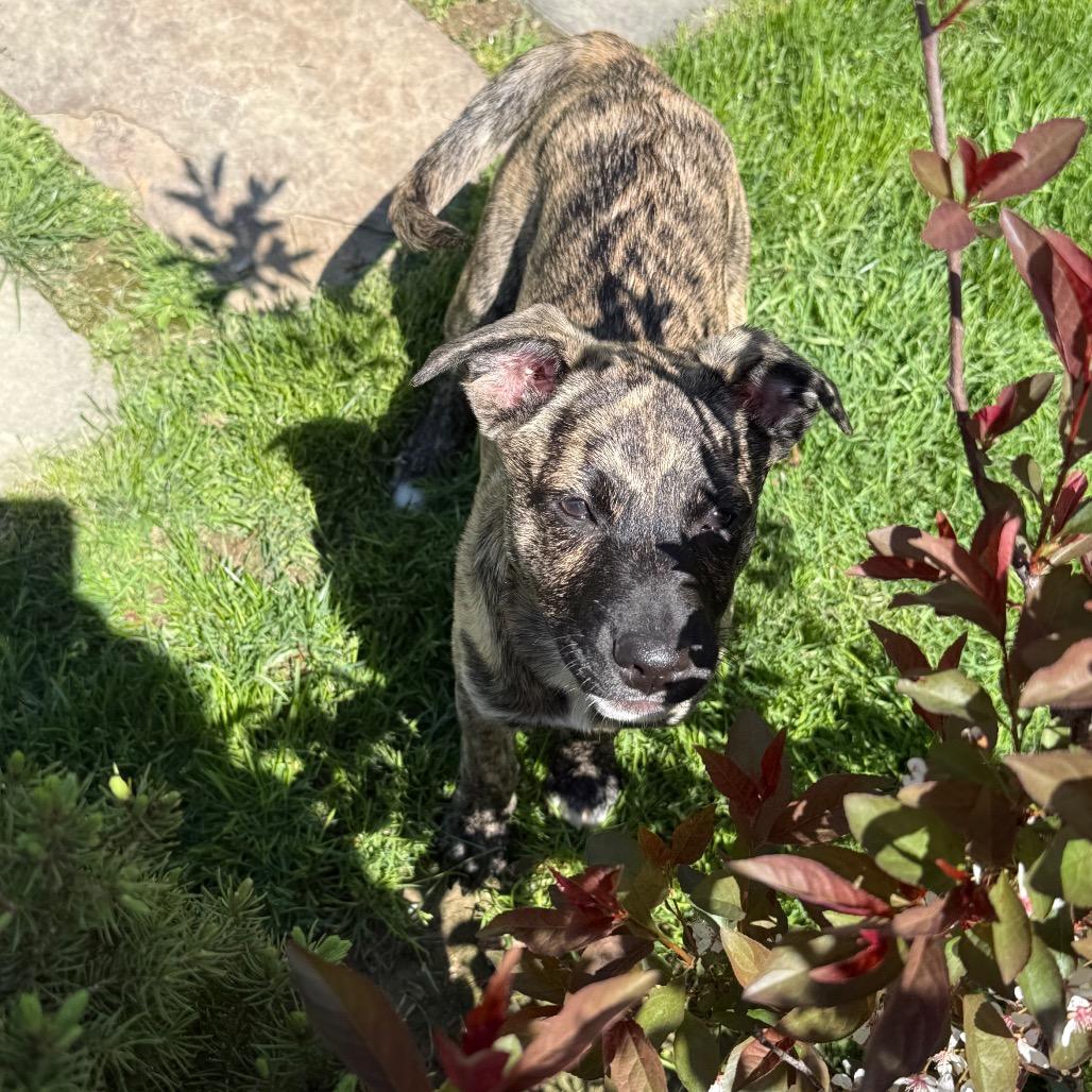 Enlarge NY Lilana Avail Apr 26 (JV Mall Spring Fest), a Adoptable mixed breed in Eastford, CT image 1/6