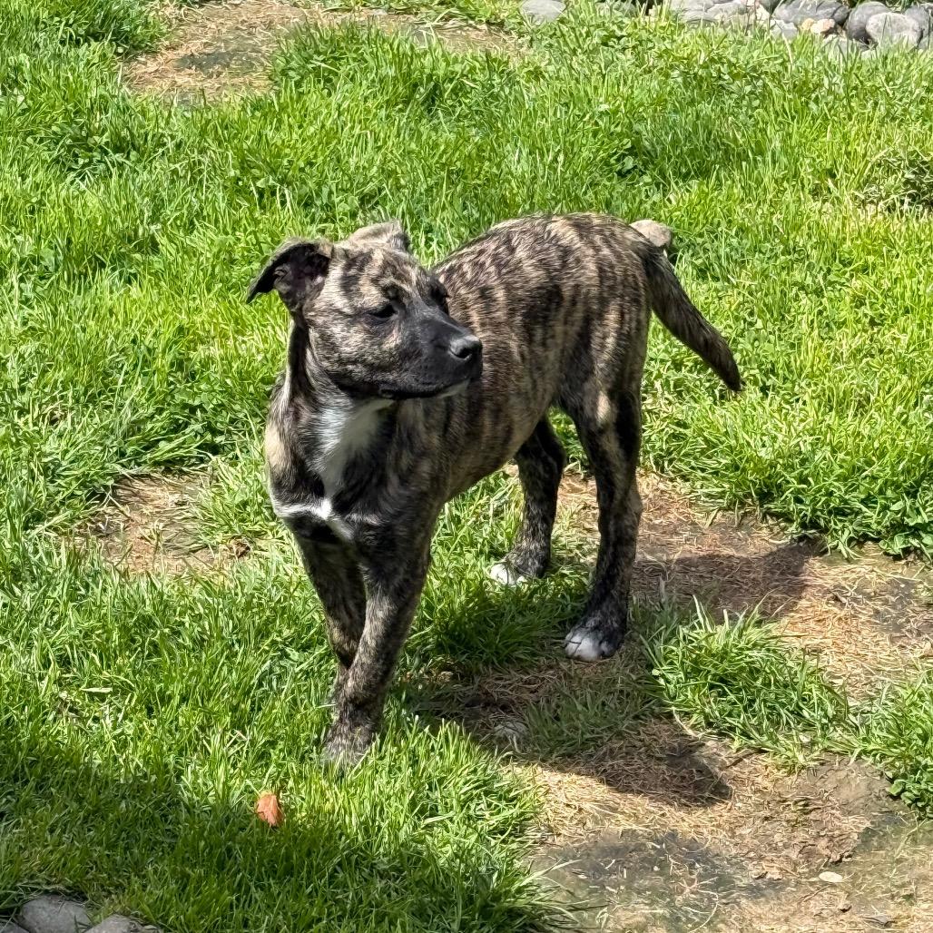 Enlarge NY Lilana Avail Apr 26 (JV Mall Spring Fest), a Adoptable mixed breed in Eastford, CT image 3/6