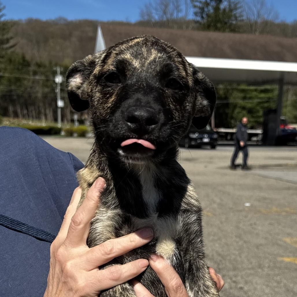 Enlarge NY Lilana Avail Apr 26 (JV Mall Spring Fest), a Adoptable mixed breed in Eastford, CT image 4/6