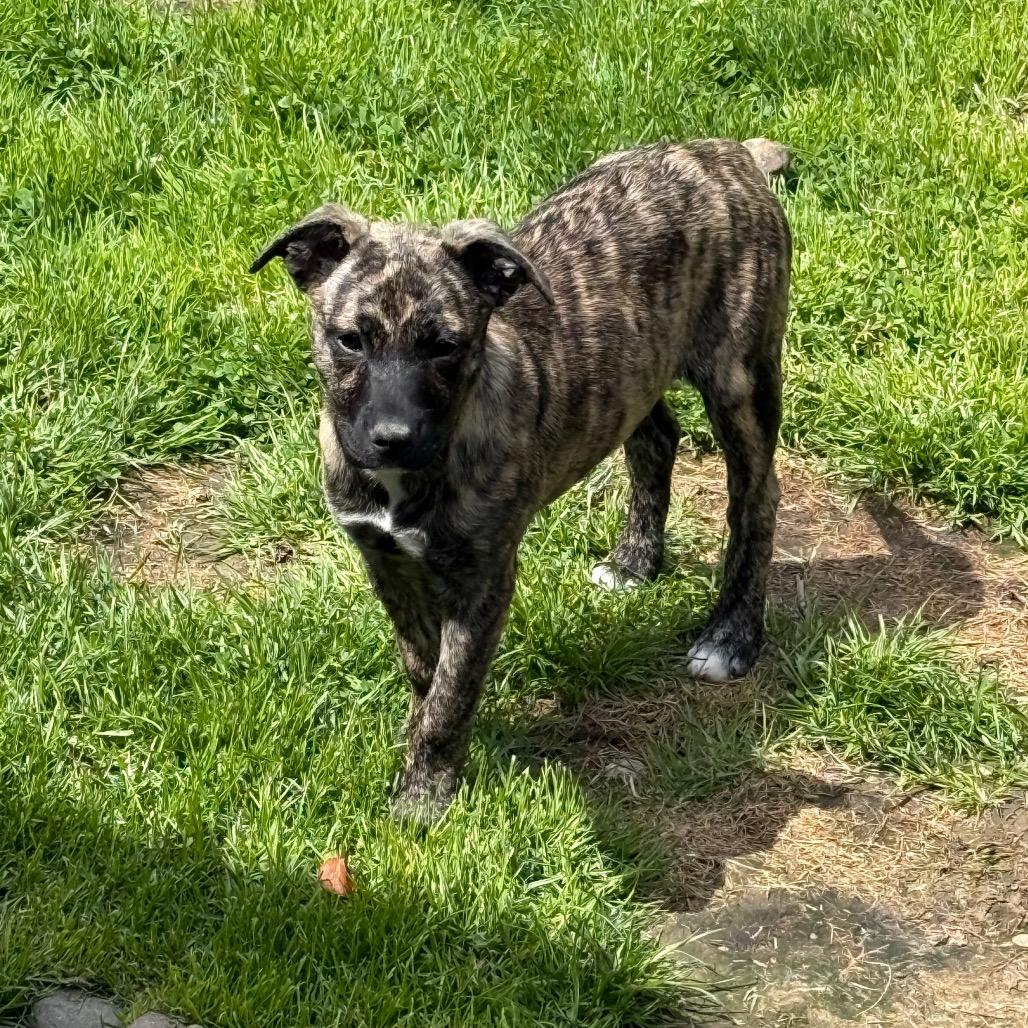 Enlarge NY Lilana Avail Apr 26 (JV Mall Spring Fest), a Adoptable mixed breed in Eastford, CT image 5/6