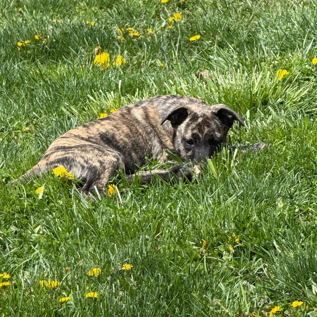 Enlarge NY Lilana Avail Apr 26 (JV Mall Spring Fest), a Adoptable mixed breed in Eastford, CT image 6/6