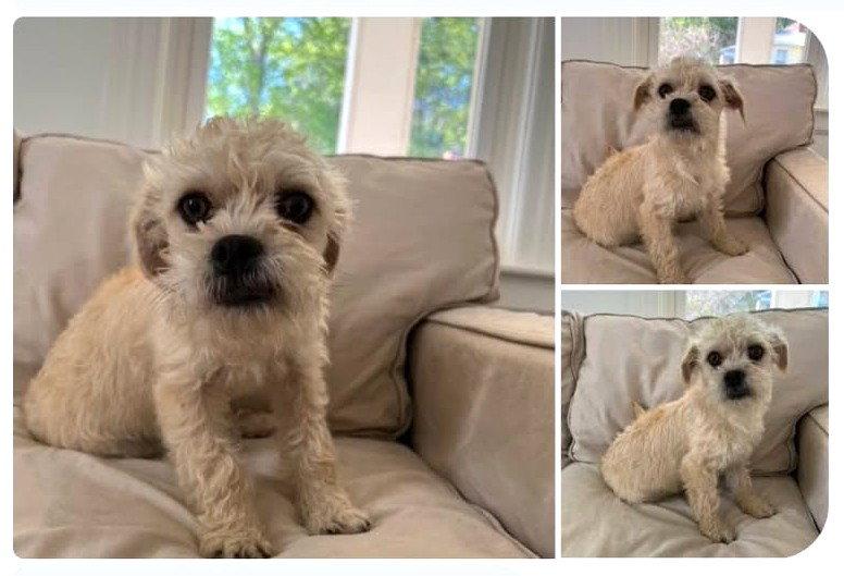 Enlarge John JB in RI, a Adoptable Dandie Dinmont Terrier in Warwick, RI image 1/3