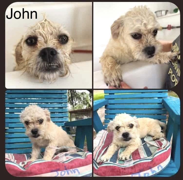 Enlarge John JB in RI, a Adoptable Dandie Dinmont Terrier in Warwick, RI image 2/3