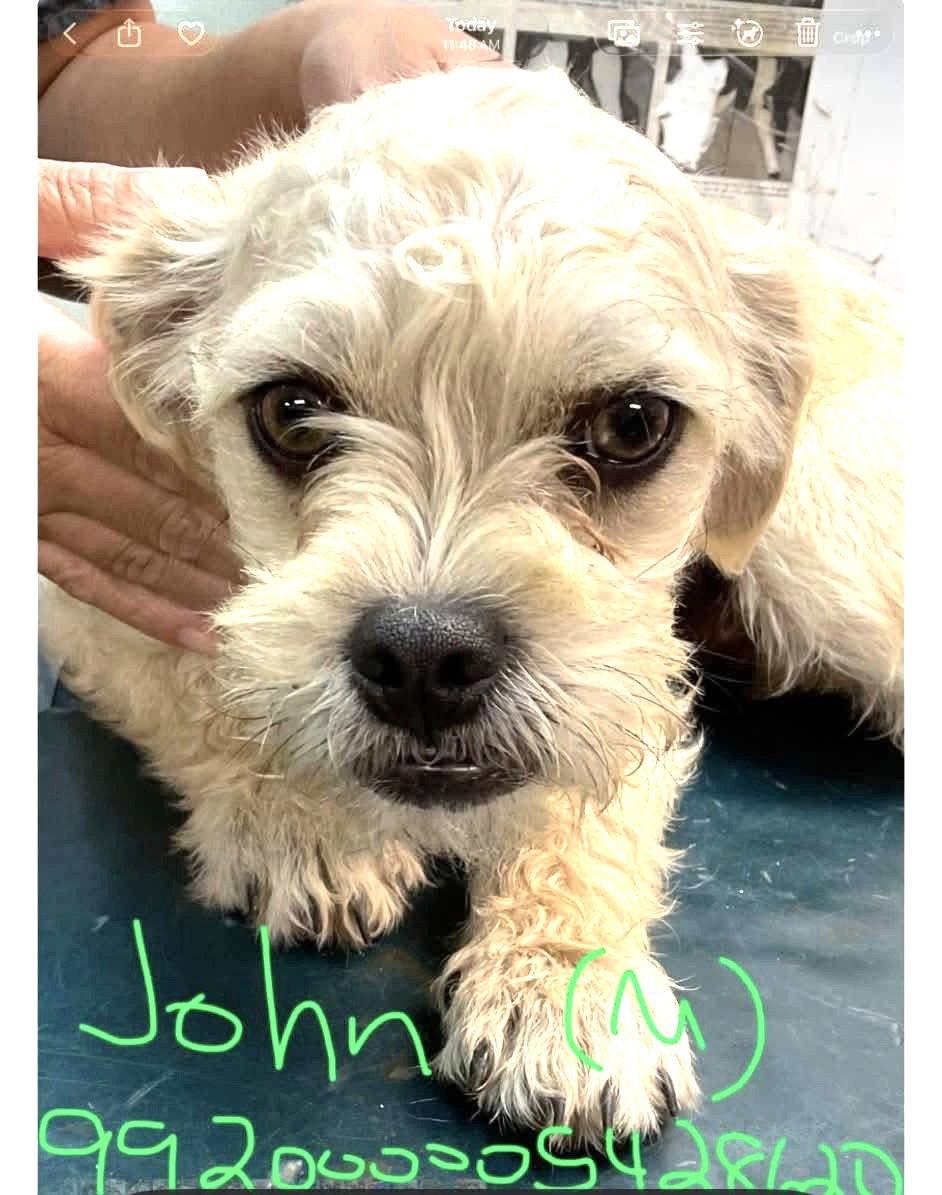 Enlarge John JB in RI, a Adoptable Dandie Dinmont Terrier in Warwick, RI image 3/3