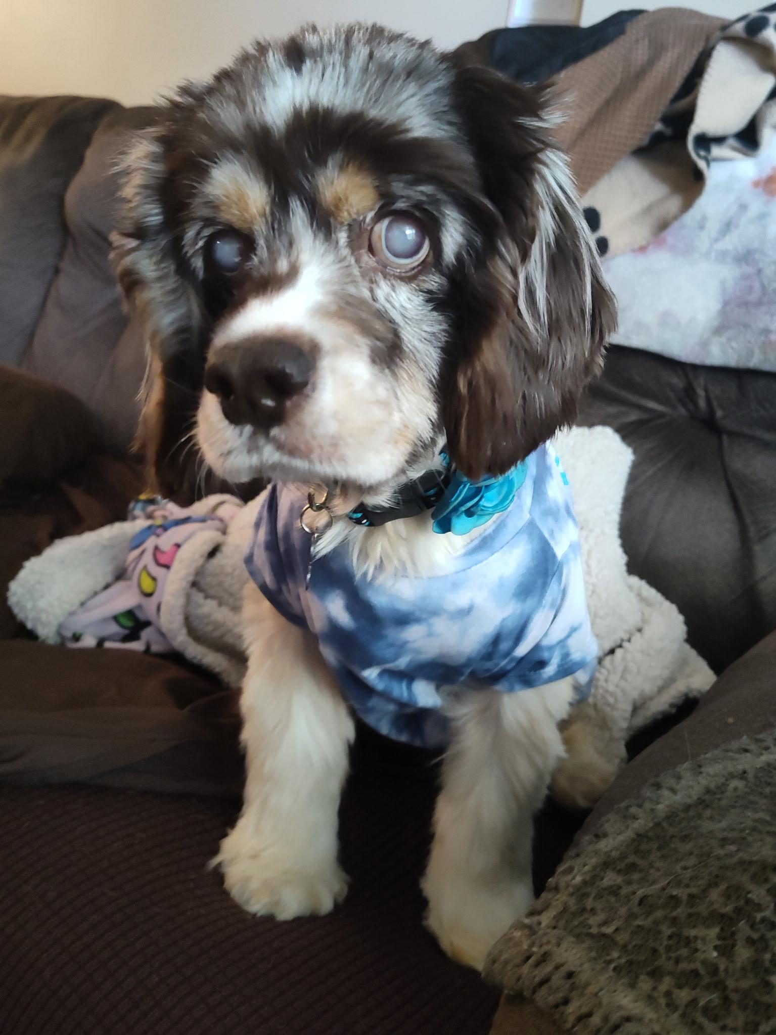 Enlarge Jayla 6yr, a Adopted Cocker Spaniel in Mentor, OH image 1/5
