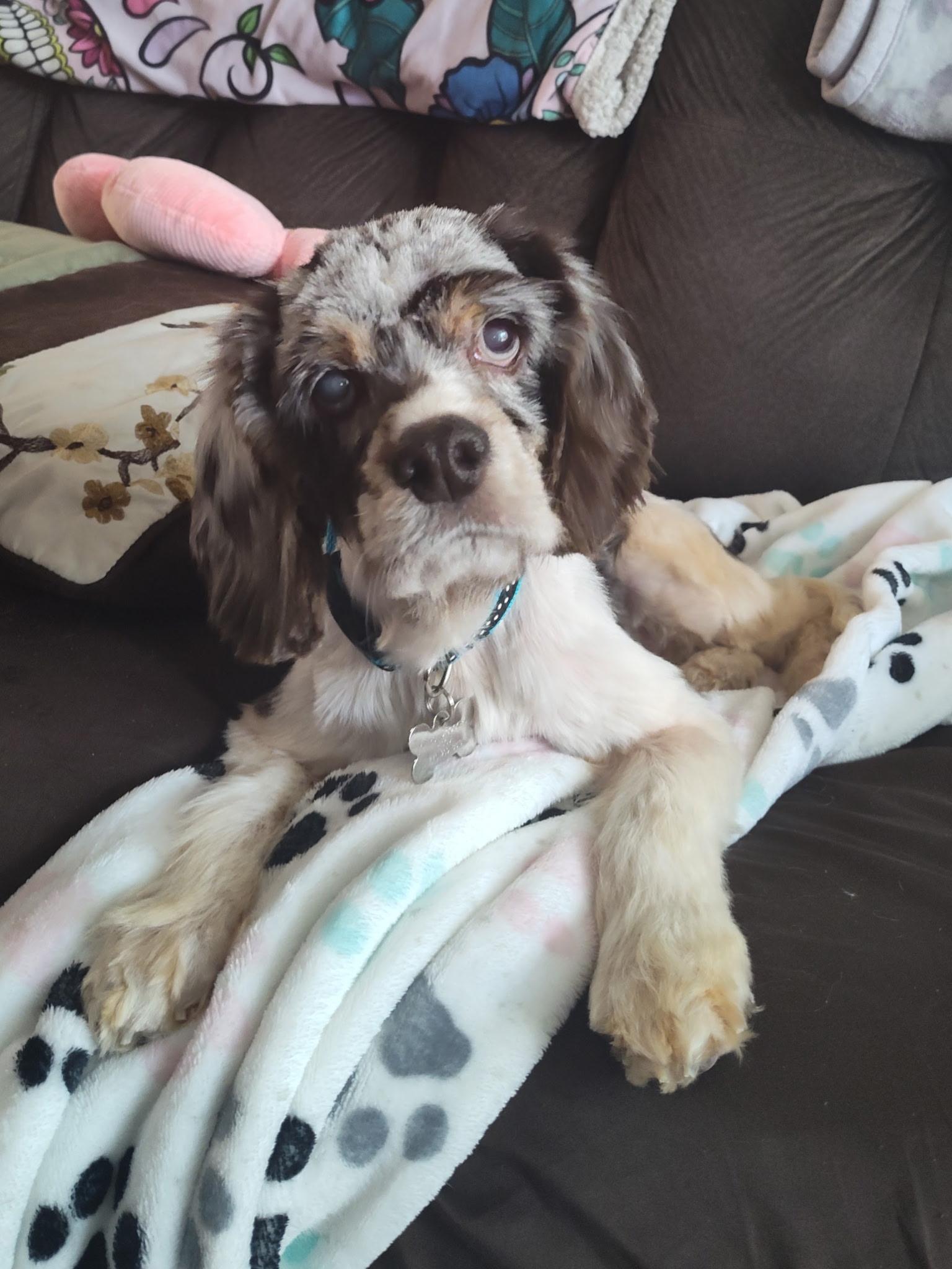 Enlarge Jayla 6yr, a Adopted Cocker Spaniel in Mentor, OH image 2/5