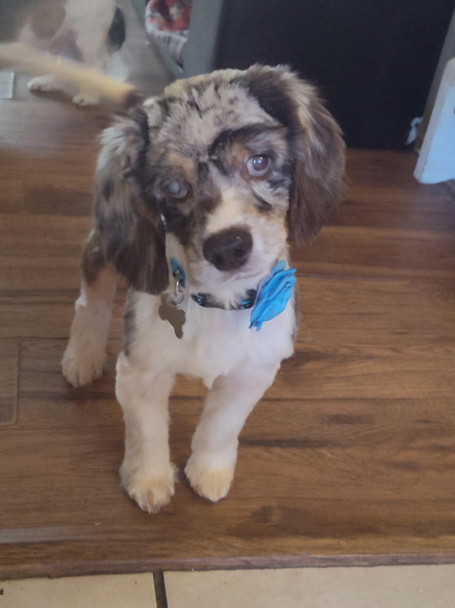 Jayla 6yr, Adopted, Adult Female Cocker Spaniel.