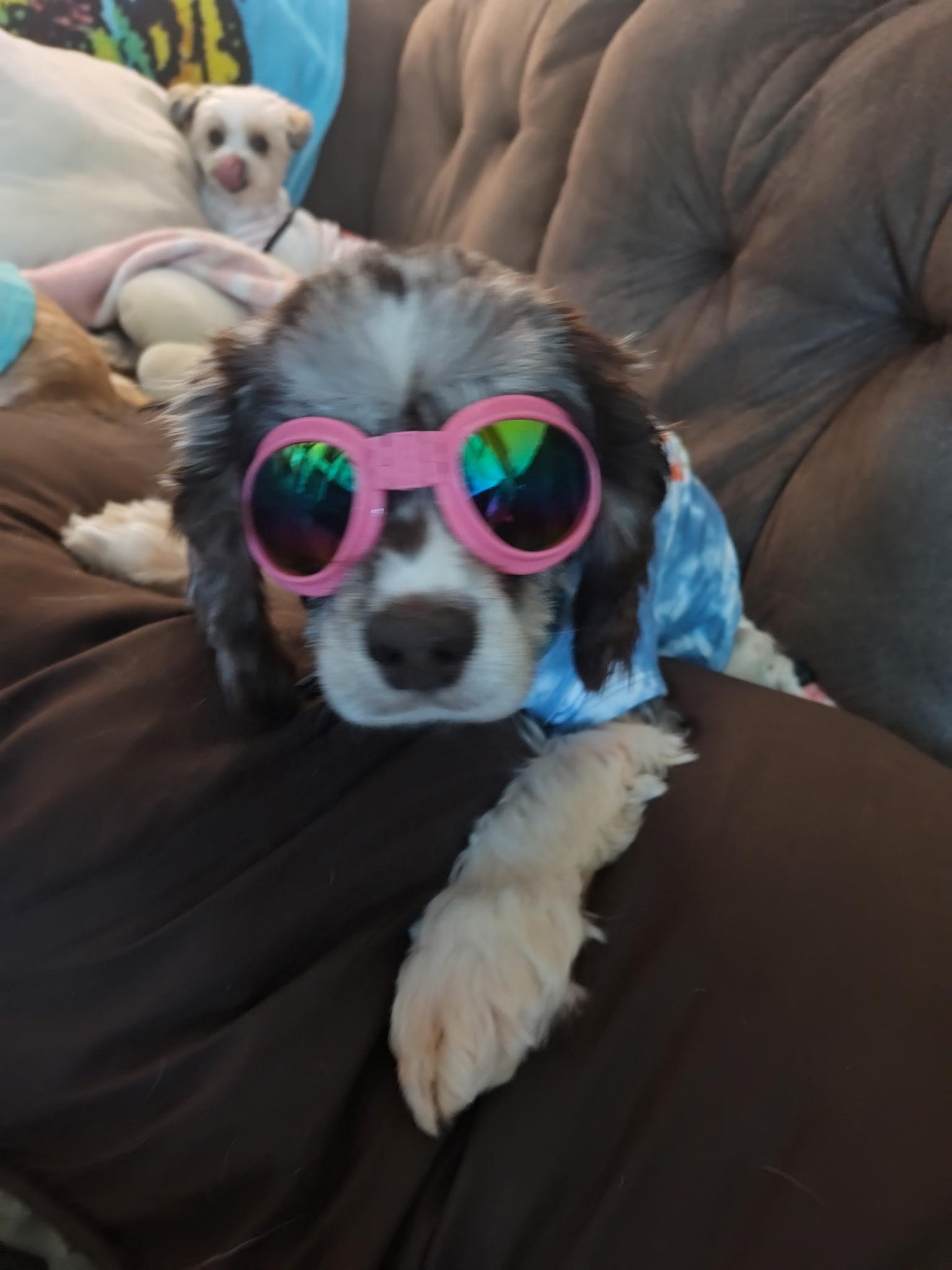 Enlarge Jayla 6yr, a Adopted Cocker Spaniel in Mentor, OH image 4/5