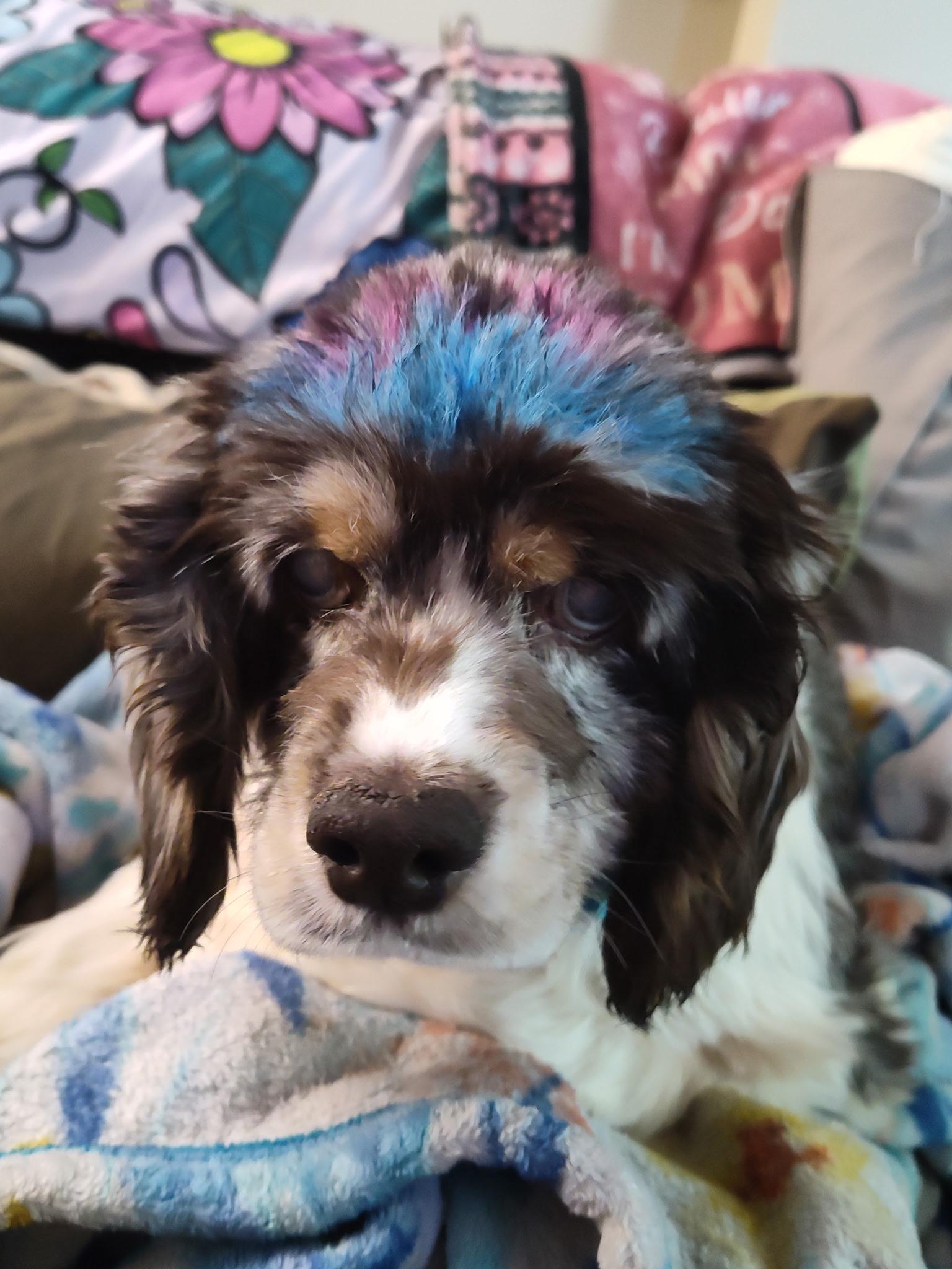 Enlarge Jayla 6yr, a Adopted Cocker Spaniel in Mentor, OH image 5/5