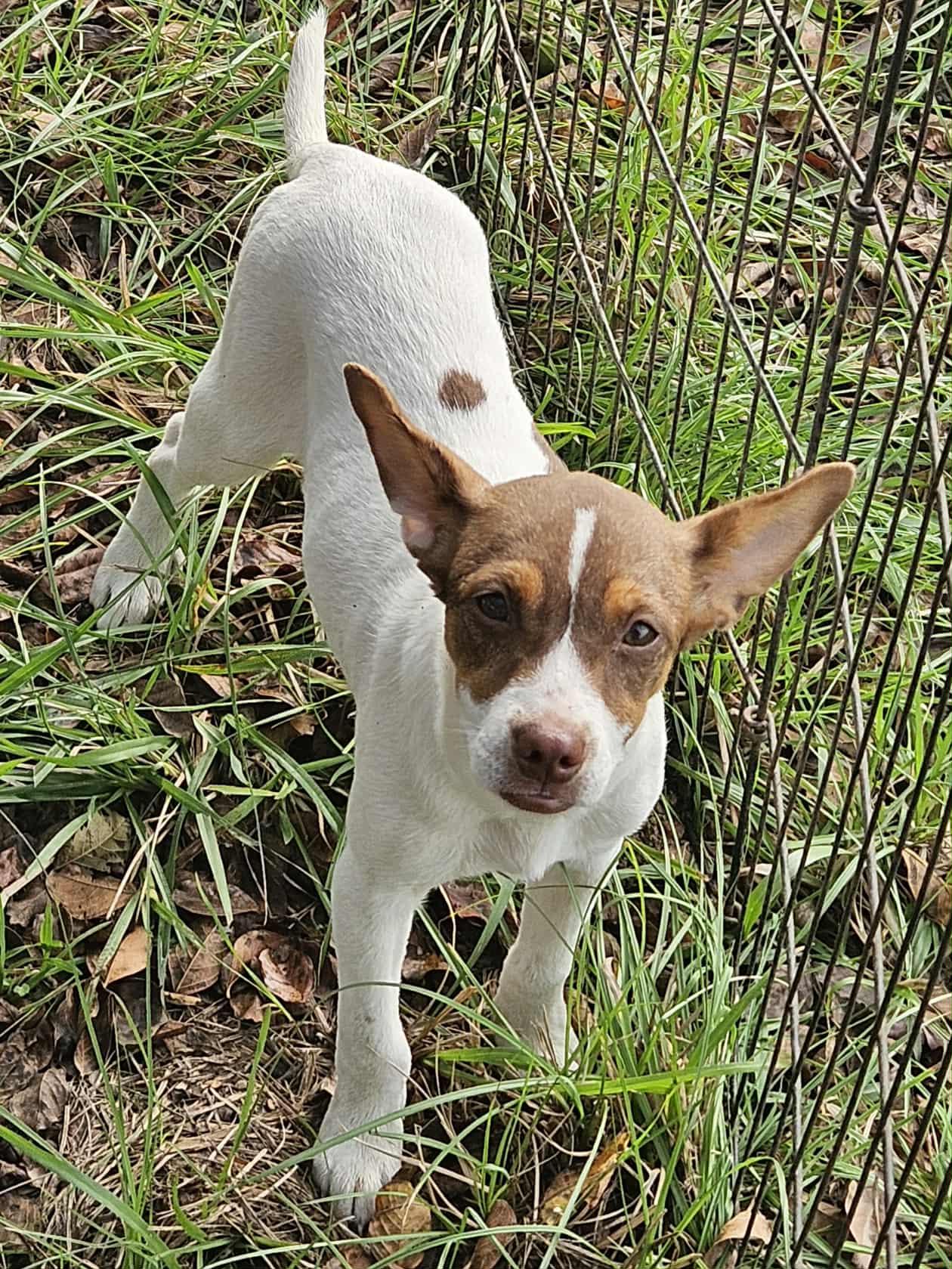 Enlarge Belle Flowerpot *LOCAL*, a Adoptable Rat Terrier in Wakefield, RI image 1/3
