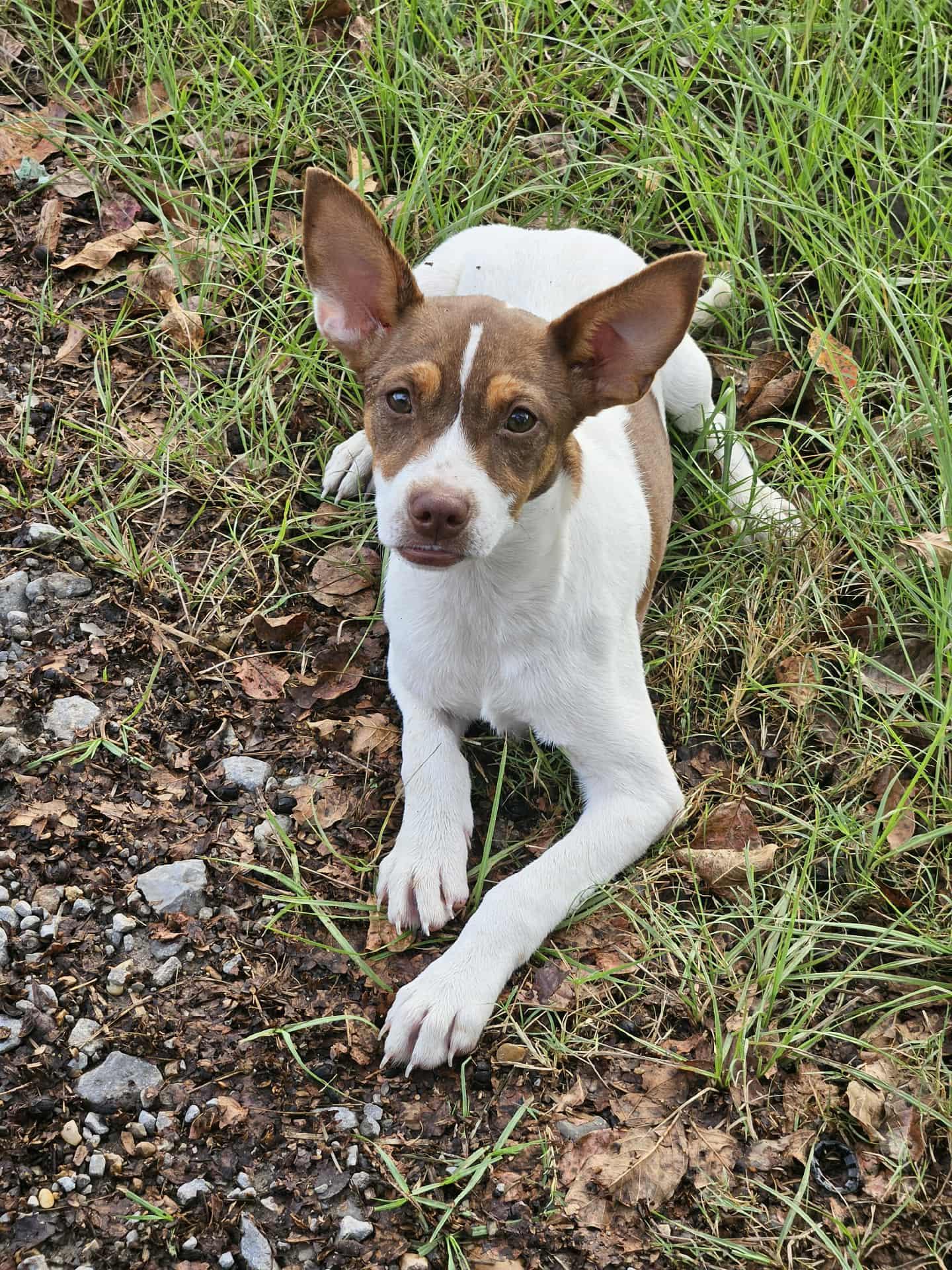 Enlarge Belle Flowerpot *LOCAL*, a Adoptable Rat Terrier in Wakefield, RI image 3/3