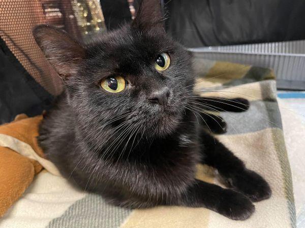 Binks, Adopted, Young Female Domestic Short Hair.