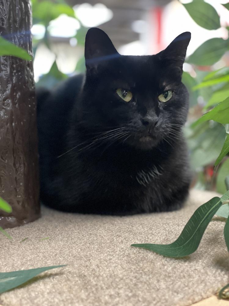 Binks, a Adopted Domestic Short Hair in Olyphant, PA image 2/6