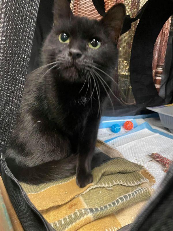 Binks, a Adopted Domestic Short Hair in Olyphant, PA image 3/6