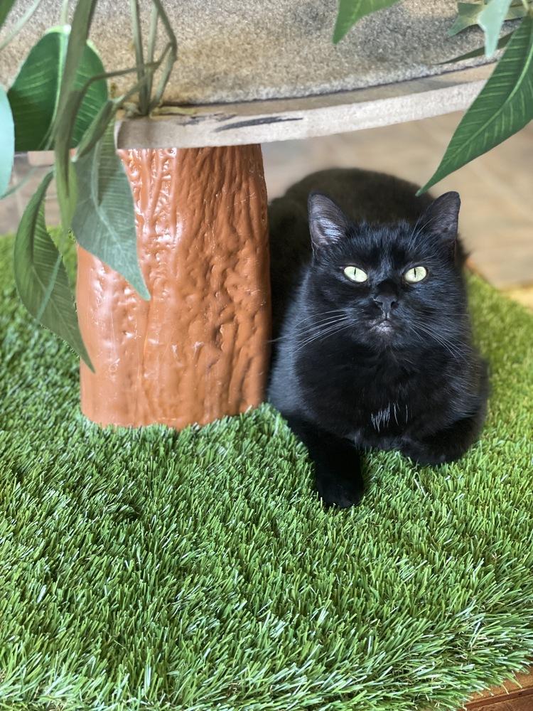 Binks, a Adopted Domestic Short Hair in Olyphant, PA image 5/6