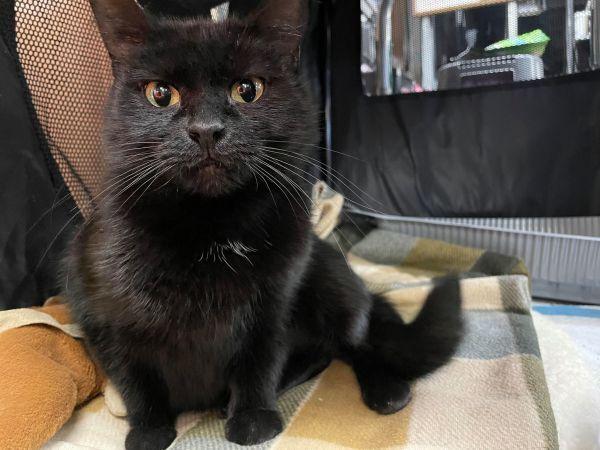 Binks, a Adopted Domestic Short Hair in Olyphant, PA image 6/6