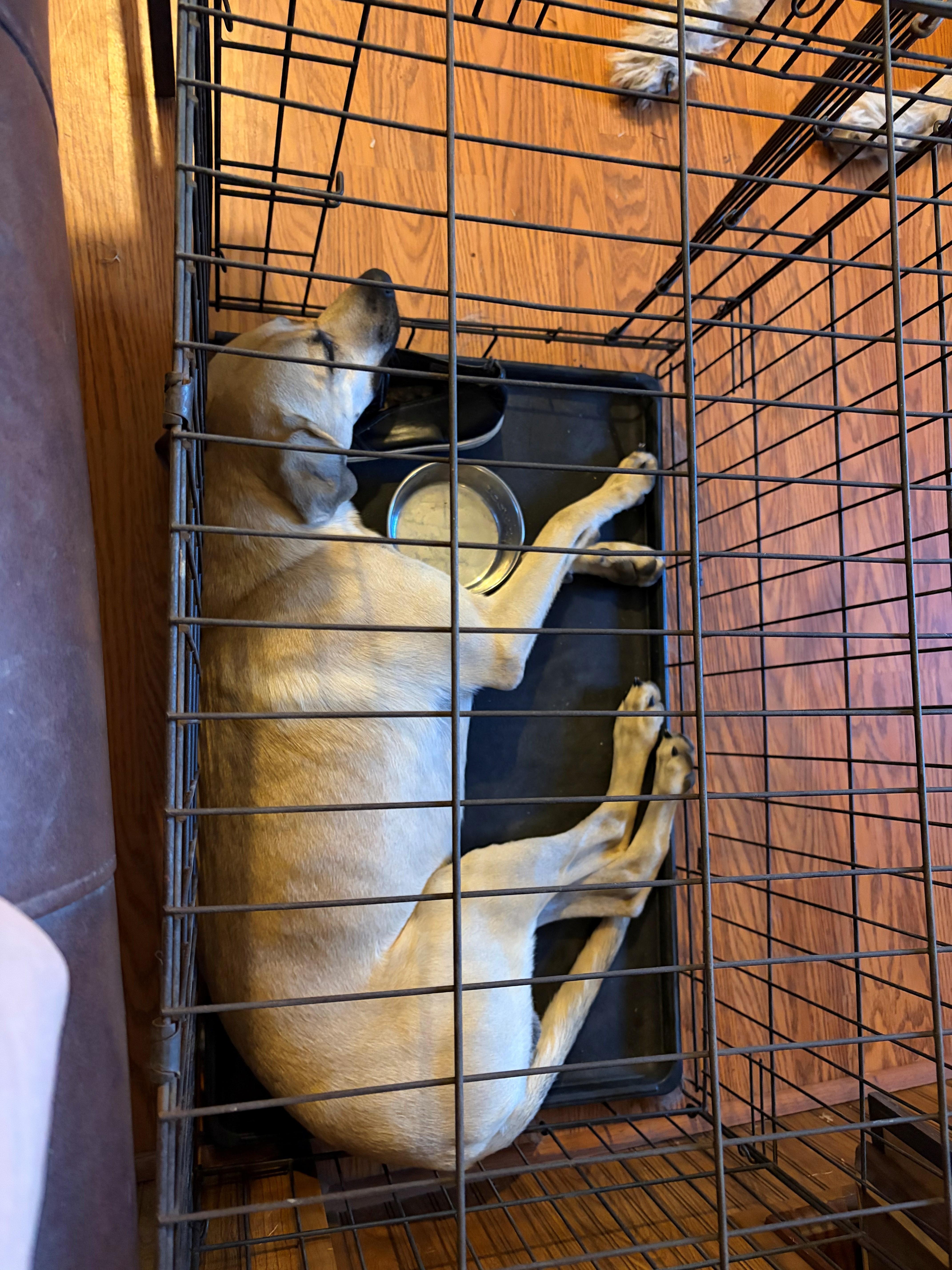 Enlarge MaRoo-Needs a sidekick, a Adoptable mixed breed in Toledo, OH image 4/6