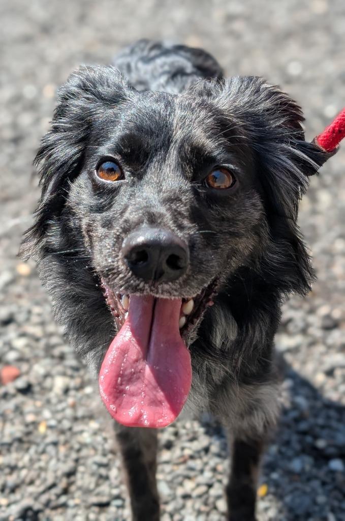 Enlarge Presto, a Adoptable Australian Shepherd in Fall River, MA image 2/6